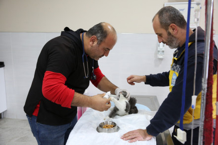 Eyüpsultan'da Kasım Ayında Patili Dostlar İçin Yoğun Çalışma