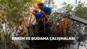 Yeşil alanlarımızda bakım ve budama çalışmaları devam ediyor